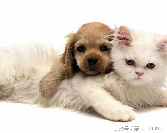 给宠物取一个有寓意的名字,宠物起个有意思的名字大全