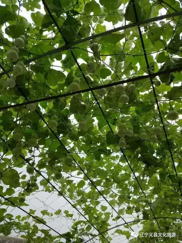 涓囦經鍫傜敓鎬佸洯浼樻儬,涓囦經鍫傜敓鎬佸洯浼樻儬鍥㈣喘