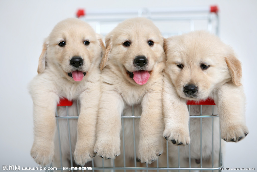 与狗有关的成语谚语歇后语,关于狗的歇后语十个