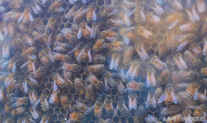把蜜蜂养在房间里,把蜜蜂关在蜂箱里喂蜂蜜可以吗