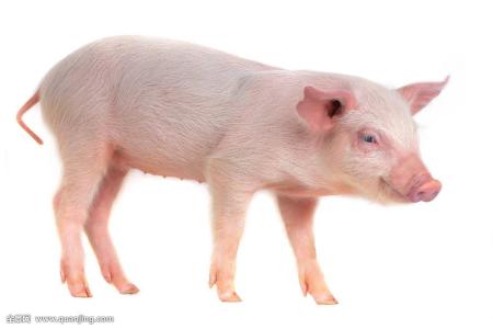 猪眼睛瞳孔变小怎么回事,猪瞳孔放大体温流失怎么治