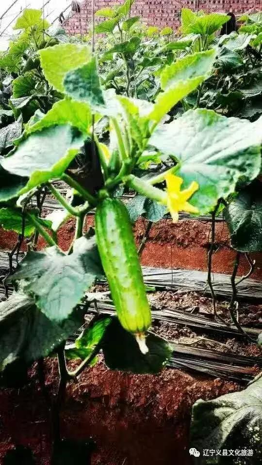 涓囦經鍫傜敓鎬佸洯浼樻儬,涓囦經鍫傜敓鎬佸洯浼樻儬鍥㈣喘