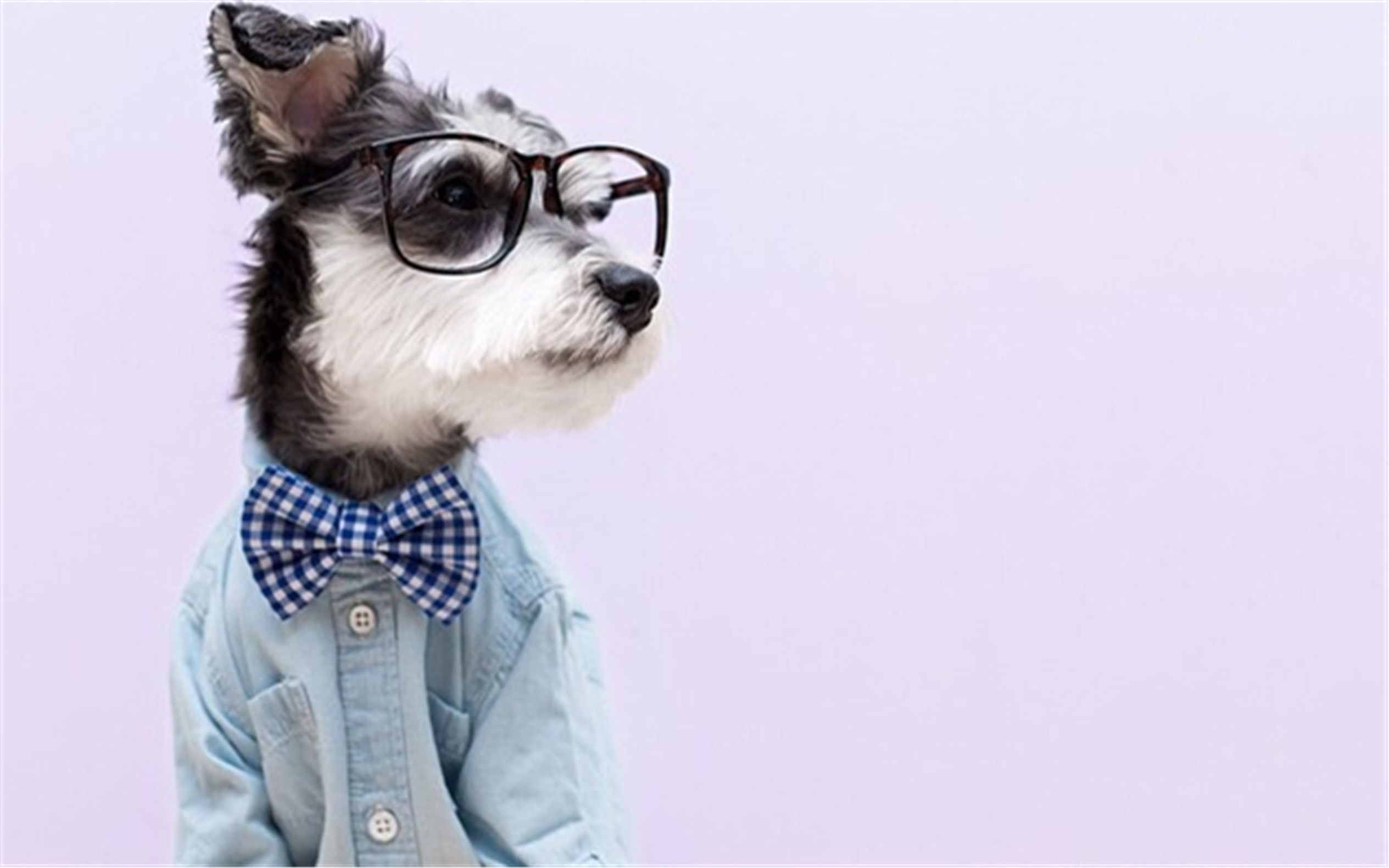 与狗有关的成语谚语歇后语,关于狗的歇后语十个