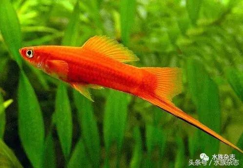 养红箭的技巧,快来测一测你未来会养什么宠物