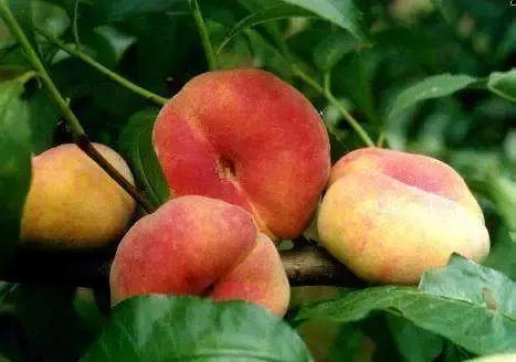 最全的上海美食盘点最想吃哪一个,上海十大美食排行榜最新