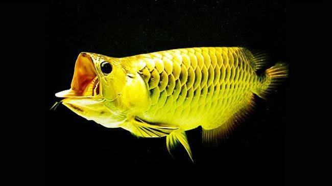 龙鱼混养要怎么样才不打架,龙鱼打架到底要不要隔离