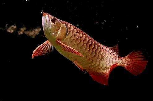 龙鱼混养要怎么样才不打架,龙鱼打架到底要不要隔离