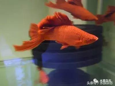 养红箭的技巧,快来测一测你未来会养什么宠物