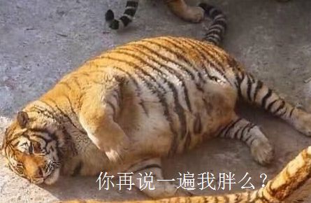 哈尔滨春节旅游攻略自由行 (哈尔滨春节期间适合去哪里玩)