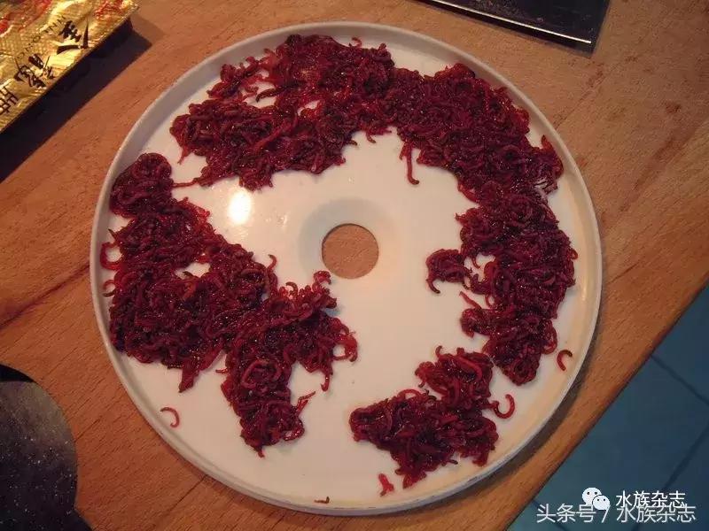 养红箭的技巧,快来测一测你未来会养什么宠物