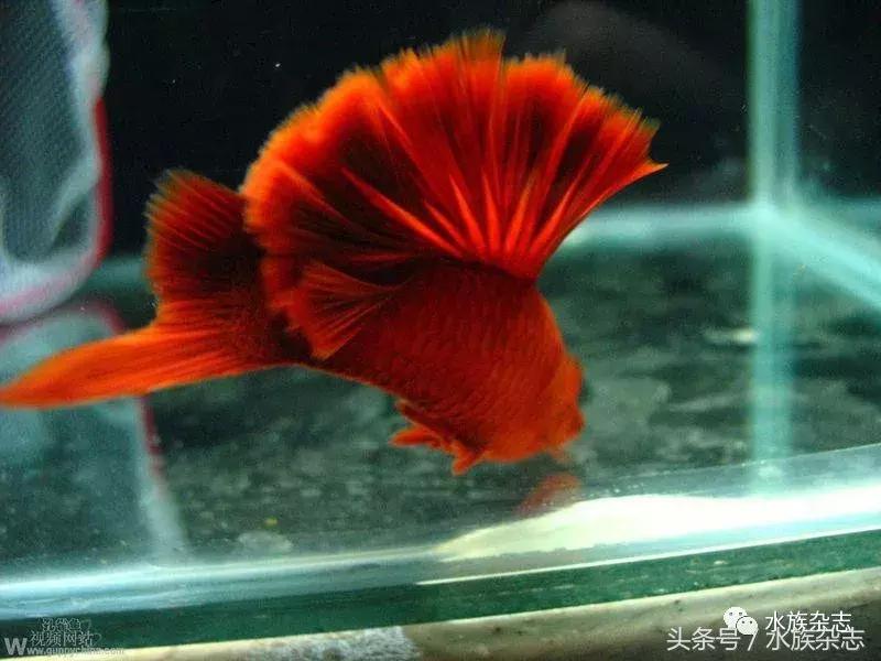 养红箭的技巧,快来测一测你未来会养什么宠物