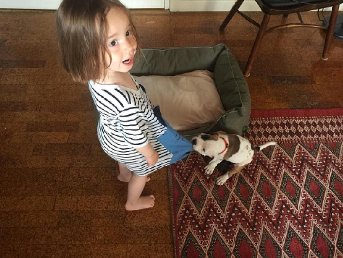 宠物小知识为什么狗狗喜欢埋东西,狗狗小知识儿童