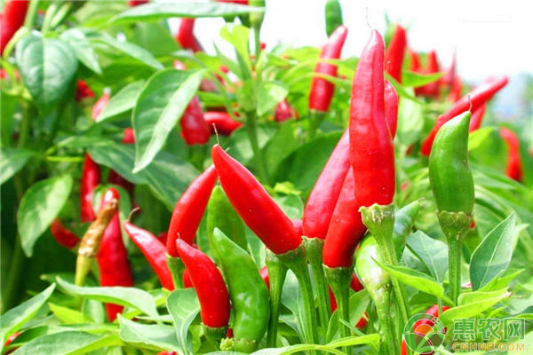 2020年下半年辣椒价格走势,2018年10月辣椒价格行情预测