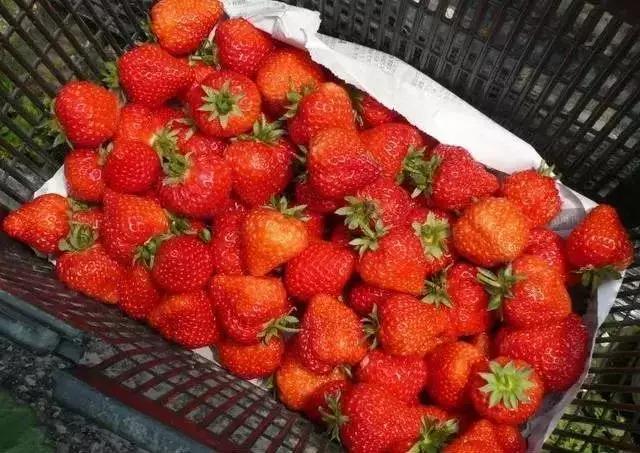 最全的上海美食盘点最想吃哪一个,上海十大美食排行榜最新