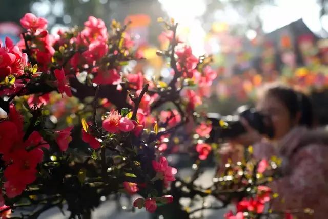 海棠花全部盛开,中国最大的海棠花观赏地