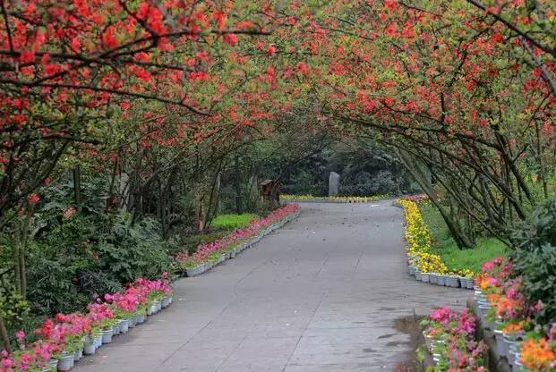 海棠花全部盛开,中国最大的海棠花观赏地