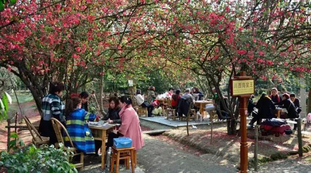 海棠花全部盛开,中国最大的海棠花观赏地