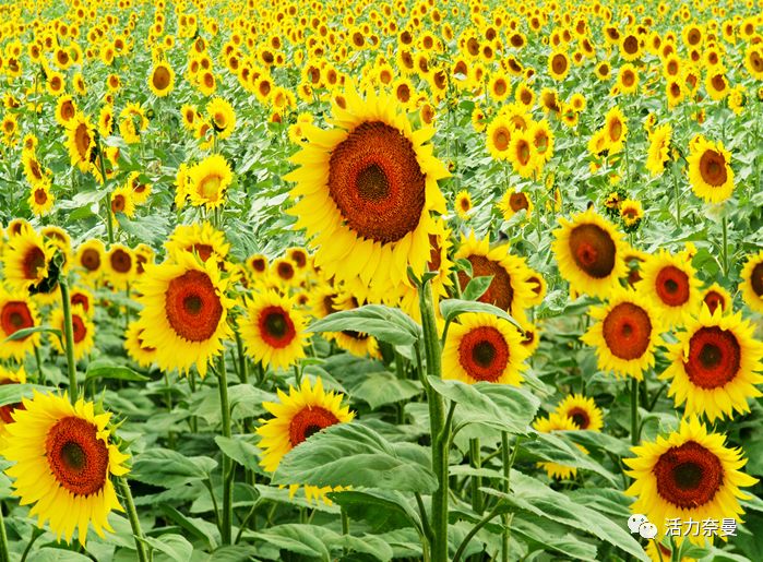 45万人的名片，太漂亮了！！《奈曼人的名片》最新版，45万次！！！精工打造！！！