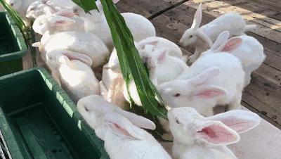 亲子游好去处！番禺周边的农家乐、游乐场、文化园…充实又好玩！