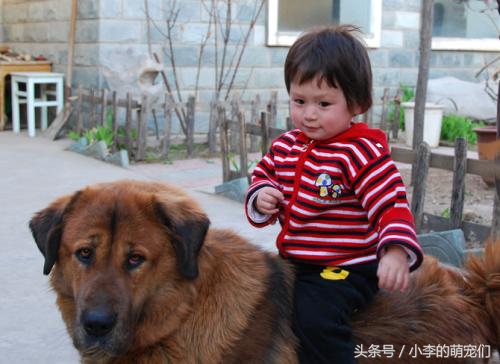 从迷信角度分析家里养狗好吗,养狗的人有什么迷信说法