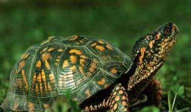 广东家里乌龟冬天怎么养,冬天乌龟怎么养视频教学