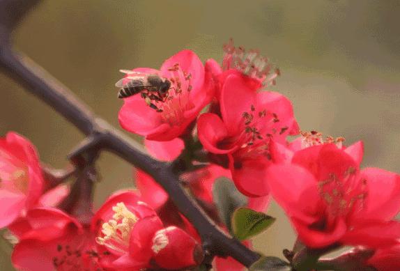 海棠花全部盛开,中国最大的海棠花观赏地