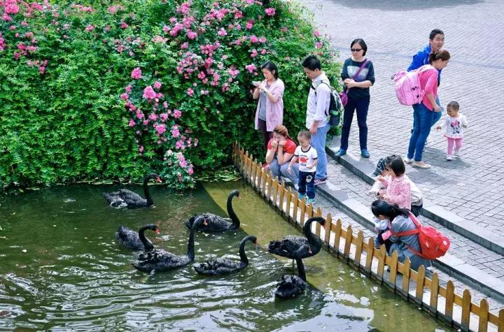 海棠花全部盛开,中国最大的海棠花观赏地