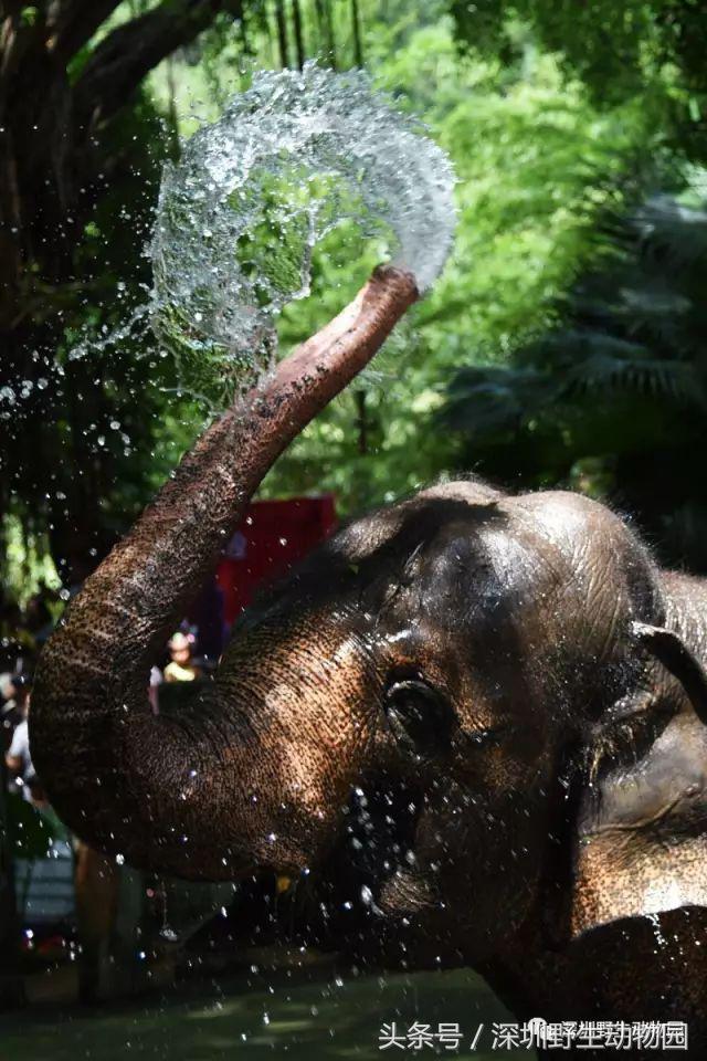 开（shang）工（xue）啦，我要天天“象”上