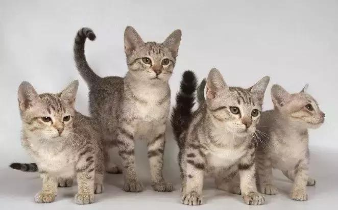 常见动物英语名称大全,动物的名字奇怪的英文