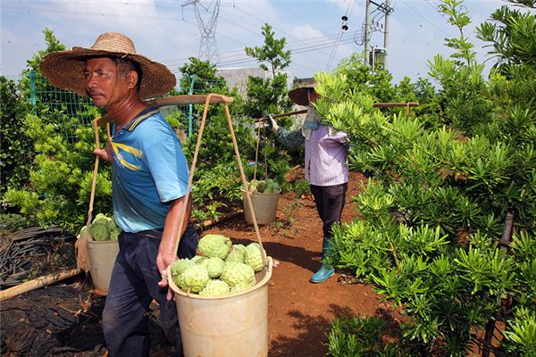 释迦果怎么吃的,释迦果你收到了吗