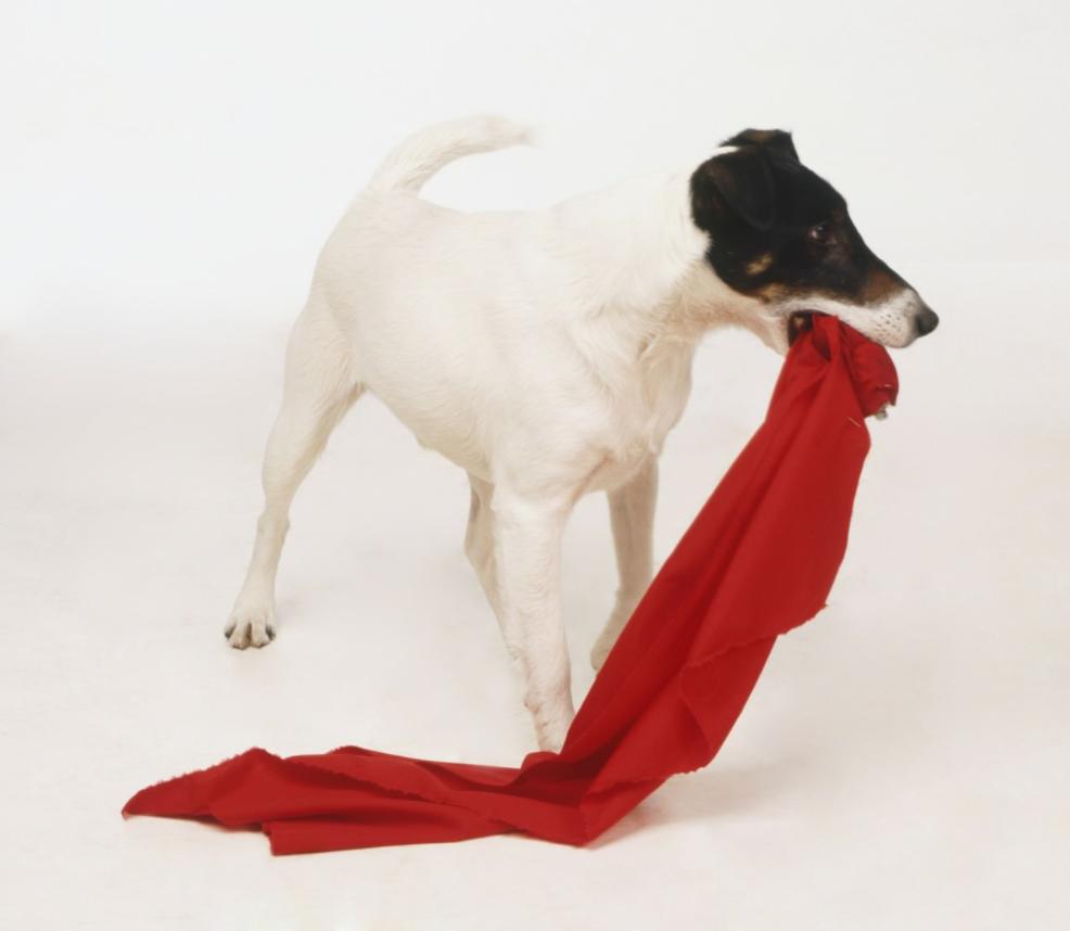 宠物小知识为什么狗狗喜欢埋东西,狗狗小知识儿童