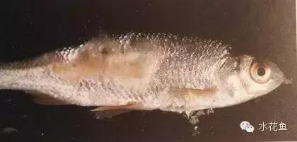 鱼冻伤的原因及处理方法,鱼类患病时会有什么表现