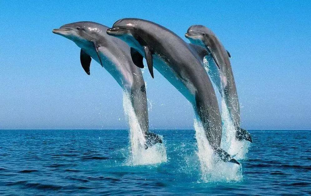 巴厘岛怎么玩行程安排,巴厘岛怎么玩