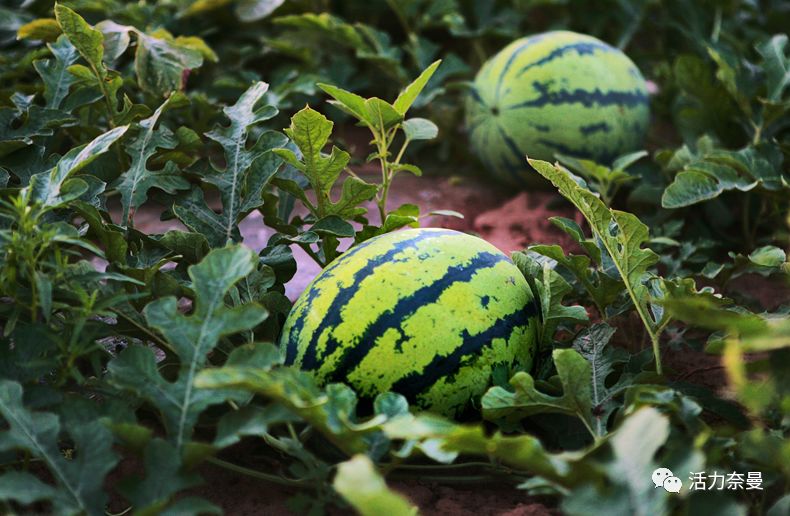 45万人的名片，太漂亮了！！《奈曼人的名片》最新版，45万次！！！精工打造！！！