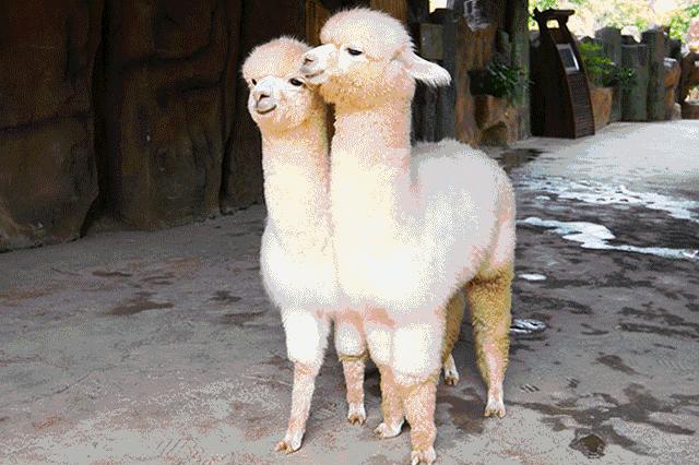 亲子游好去处！番禺周边的农家乐、游乐场、文化园…充实又好玩！