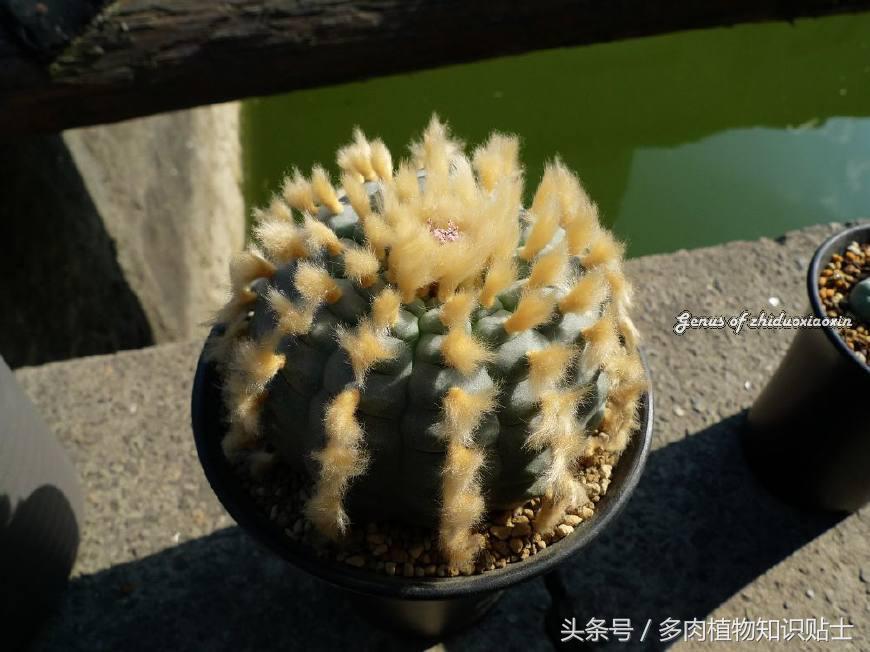 仙人球讲解视频,乌羽玉仙人球几度开始不要浇水