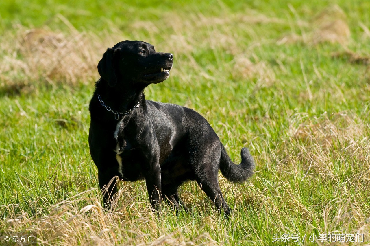 从迷信角度分析家里养狗好吗,养狗的人有什么迷信说法