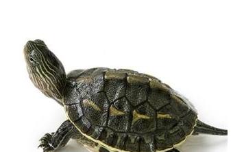 广东家里乌龟冬天怎么养,冬天乌龟怎么养视频教学