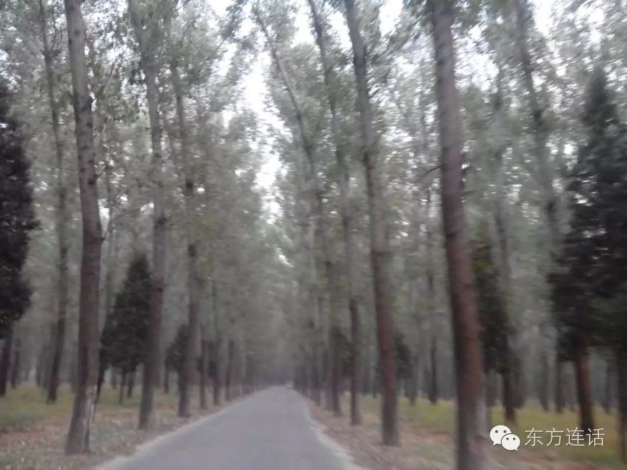 武清津北森林,没有森林的山