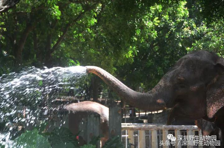 开（shang）工（xue）啦，我要天天“象”上