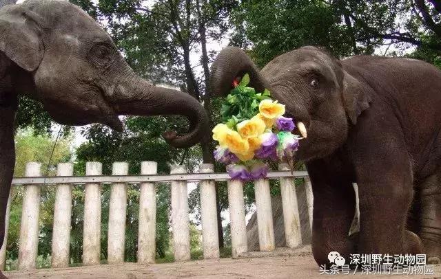 开（shang）工（xue）啦，我要天天“象”上