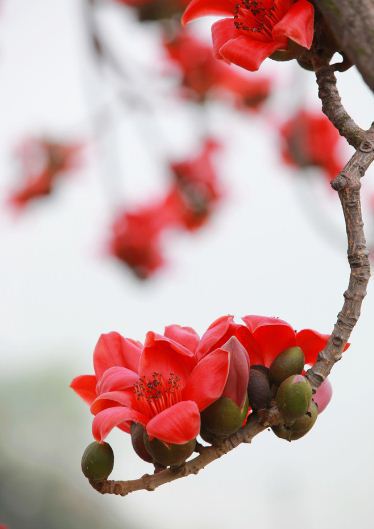 广东春季超全赏花地图，樱花梅花茶花各种花！