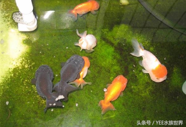 防治鱼病的合理用药与安全用药,防治鱼病的最佳方法