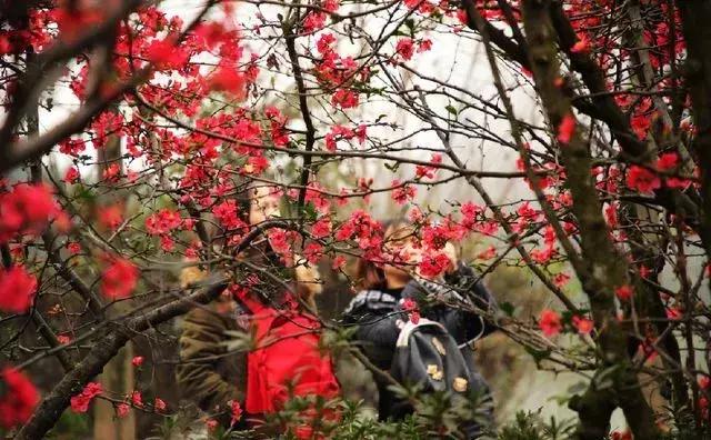 海棠花全部盛开,中国最大的海棠花观赏地