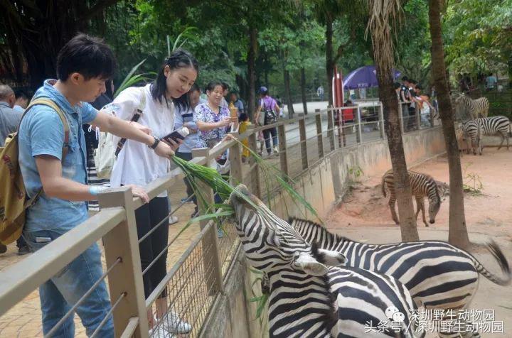 开（shang）工（xue）啦，我要天天“象”上