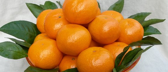 桔子树寒冬保护妙招