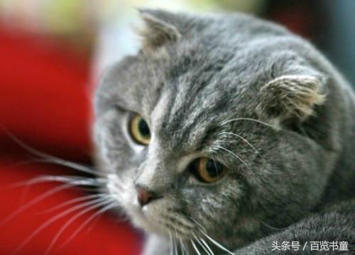 转魂传说,转星传说