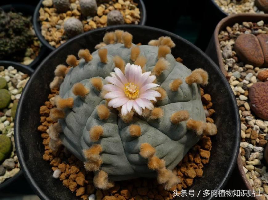 仙人球讲解视频,乌羽玉仙人球几度开始不要浇水