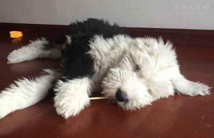 古牧好养,养古牧的关注事项