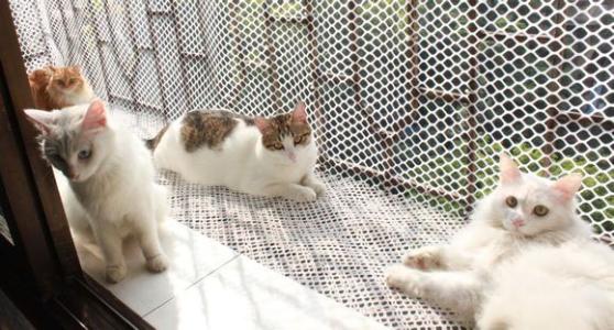 家里的宠物猫怎么处理,出远门家里猫多怎么办